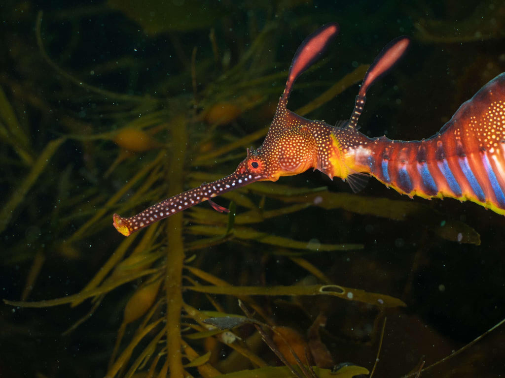 Why we need to be obsessed with Weedy Seadragons